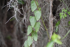 Cocculus diversifolius