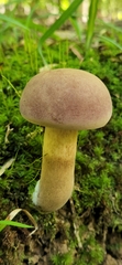 Tylopilus rubrobrunneus