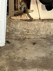 Elgaria multicarinata