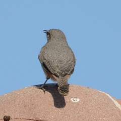 Salpinctes obsoletus