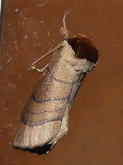 Datana angusii