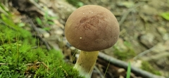 Tylopilus rubrobrunneus