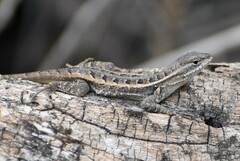 Sceloporus variabilis