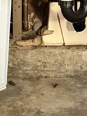 Elgaria multicarinata