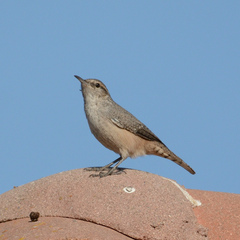 Salpinctes obsoletus