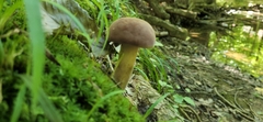 Tylopilus rubrobrunneus