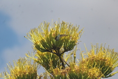 Archilochus
