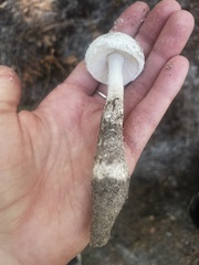 Amidella
