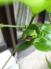 Hyla japonica