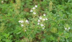 Thymus pulegioides