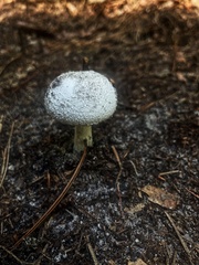Amidella