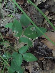 Amphicarpaea bracteata
