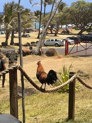 Gallus gallus domesticus