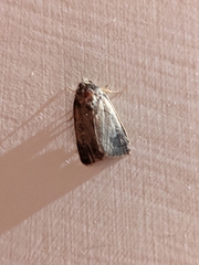 Noctuidae