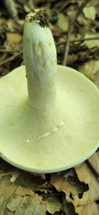 Lactifluus piperatus