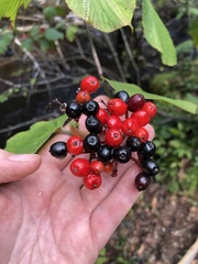 Viburnum lantanoides