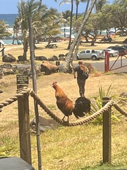 Gallus gallus domesticus