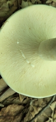 Lactifluus piperatus