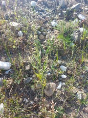 Artemisia sieversiana