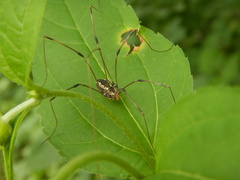 Leiobunum
