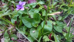 Viola confusa