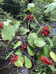 Viburnum lantanoides