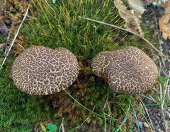 Boletaceae
