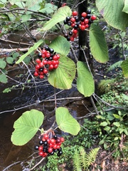 Viburnum lantanoides