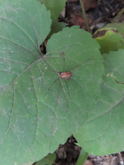 Leiobunum nigropalpi