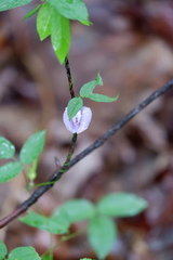 Centrosema virginianum