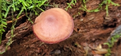 Callistosporium purpureomarginatum