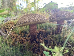 Boletaceae