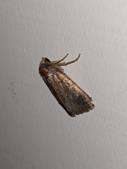 Noctuidae