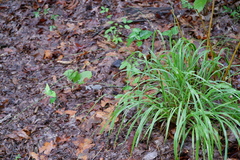 Chasmanthium sessiliflorum