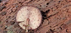 Callistosporium purpureomarginatum