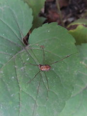 Leiobunum nigropalpi