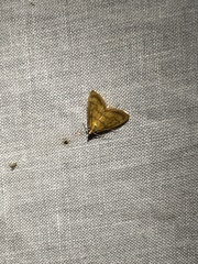 Crocidophora tuberculalis