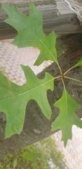 Quercus palustris
