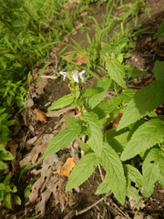 Teucrium canadense