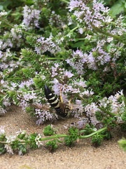 Bicyrtes quadrifasciatus