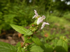 Teucrium canadense