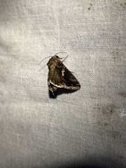 Chrysodeixis includens