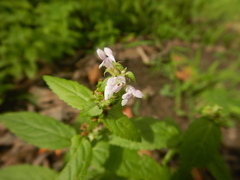 Teucrium canadense