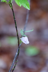 Centrosema virginianum