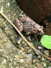 Fejervarya kawamurai