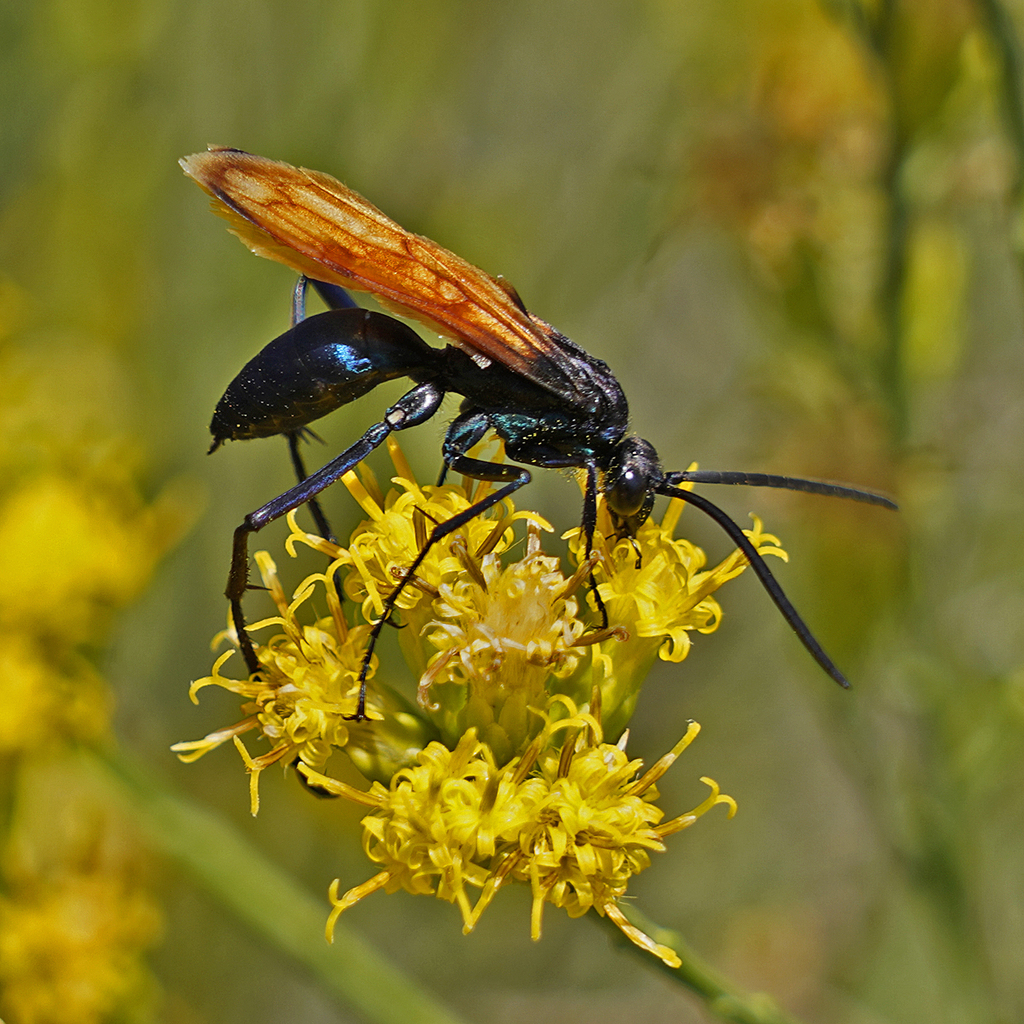 Thisbe's Tarantula-hawk Wasp from Santiago Oaks Regional Park, CA, USA ...