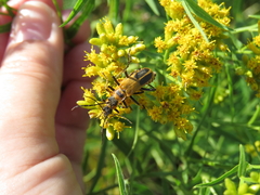 Chauliognathus pensylvanicus