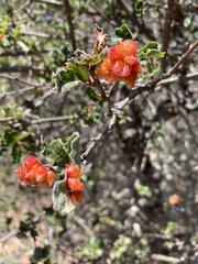 Andricus crystallinus