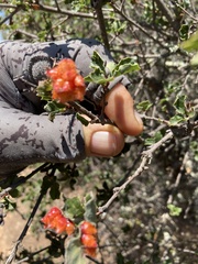 Andricus crystallinus