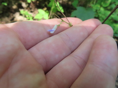 Amphicarpaea bracteata